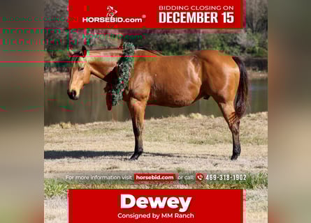 American Quarter Horse, Wałach, 15 lat, 152 cm, Jelenia