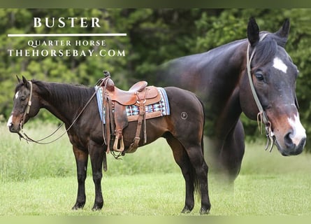 American Quarter Horse, Wałach, 15 lat, 152 cm, Kara