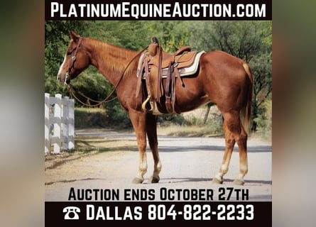 American Quarter Horse, Wałach, 15 lat, 155 cm, Ciemnokasztanowata