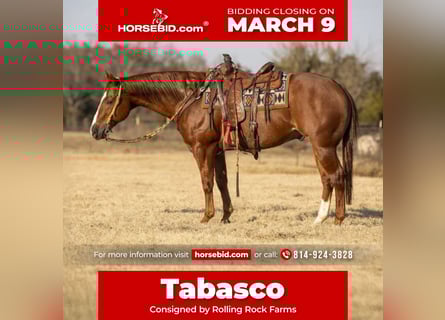 American Quarter Horse, Wałach, 15 lat, 155 cm, Cisawa