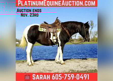 American Quarter Horse, Wałach, 16 lat, 142 cm, Tobiano wszelkich maści