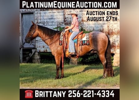 American Quarter Horse, Wałach, 16 lat, 147 cm, Gniadodereszowata