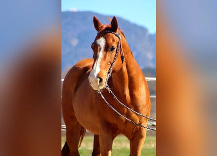 American Quarter Horse, Wałach, 16 lat, 151 cm, Kasztanowata