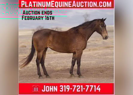 American Quarter Horse, Wałach, 16 lat, 152 cm, Jelenia