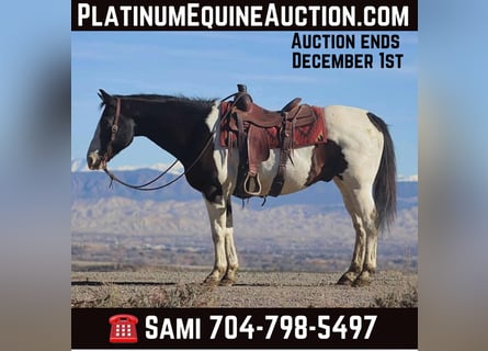 American Quarter Horse, Wałach, 16 lat, 157 cm, Tobiano wszelkich maści