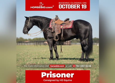 American Quarter Horse, Wałach, 19 lat, Kara
