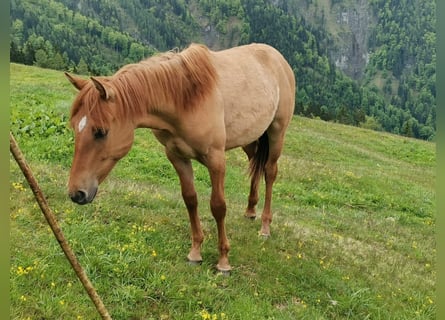 American Quarter Horse Mix, Wałach, 1 Rok, 142 cm, Bułana