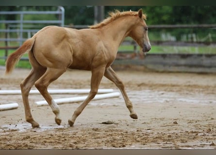 American Quarter Horse, Wałach, 1 Rok, 155 cm, Szampańska