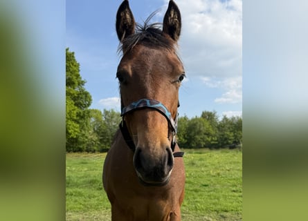 American Quarter Horse, Wałach, 1 Rok, 160 cm, Gniada