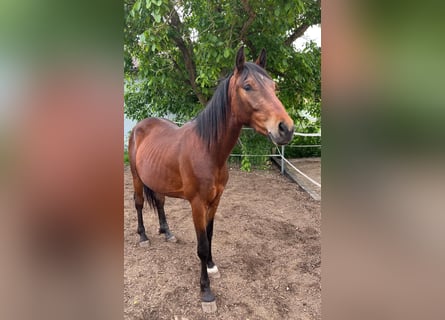 American Quarter Horse Mix, Wałach, 2 lat, 140 cm, Ciemnogniada