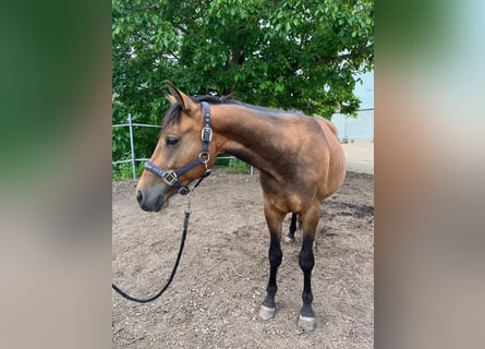 American Quarter Horse Mix, Wałach, 2 lat, 140 cm, Jasnogniada