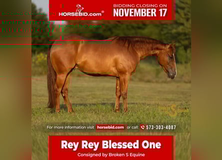 American Quarter Horse, Wałach, 2 lat, 142 cm, Cisawa