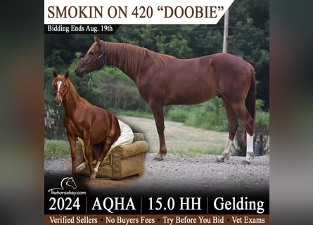 American Quarter Horse, Wałach, 2 lat, 152 cm, Ciemnokasztanowata