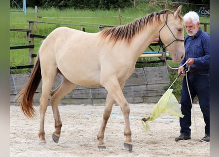 American Quarter Horse, Wałach, 2 lat, 152 cm, Szampańska