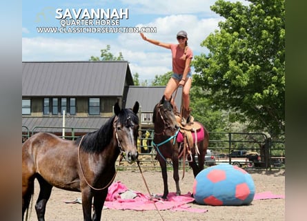 American Quarter Horse, Wałach, 3 lat, 142 cm, Gniada