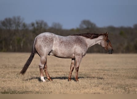 American Quarter Horse, Wałach, 3 lat, 142 cm, Kasztanowatodereszowata