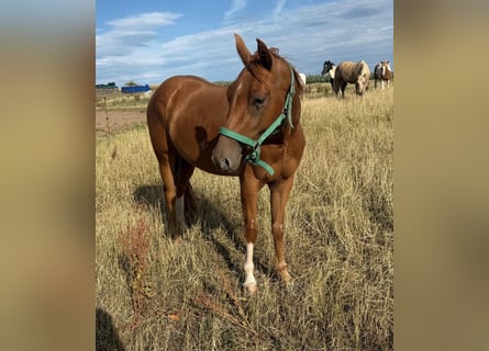 American Quarter Horse, Wałach, 3 lat, 144 cm, Kasztanowata