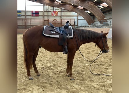 American Quarter Horse, Wałach, 3 lat, 144 cm, Kasztanowata