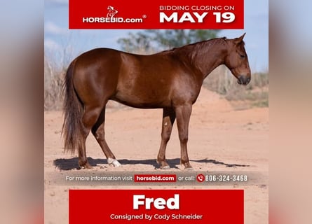 American Quarter Horse, Wałach, 3 lat, 145 cm, Cisawa