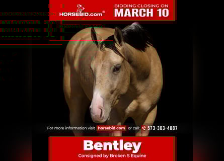 American Quarter Horse, Wałach, 3 lat, 145 cm, Jelenia