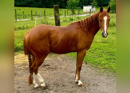 American Quarter Horse, Wałach, 3 lat, 145 cm, Kasztanowata
