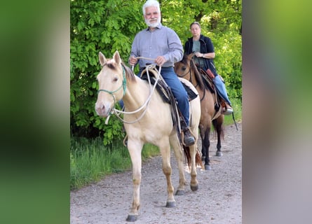 American Quarter Horse, Wałach, 3 lat, 146 cm, Szampańska
