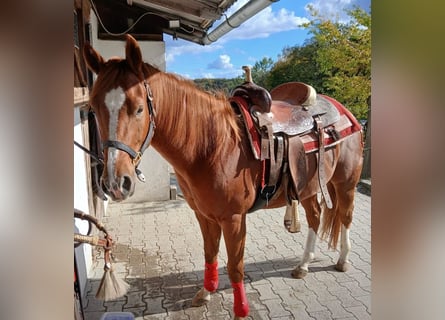 American Quarter Horse, Wałach, 3 lat, 147 cm, Ciemnokasztanowata