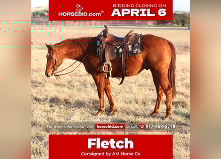 American Quarter Horse, Wałach, 3 lat, 147 cm, Cisawa