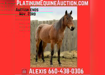 American Quarter Horse, Wałach, 3 lat, 147 cm, Gniadodereszowata