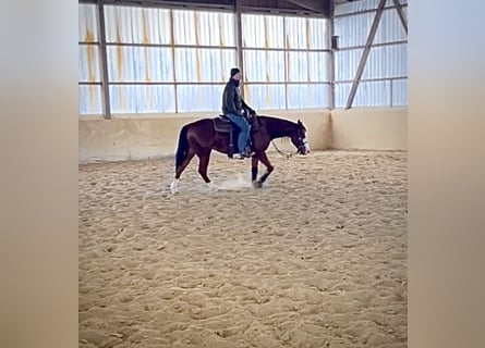 American Quarter Horse, Wałach, 3 lat, 148 cm, Gniada