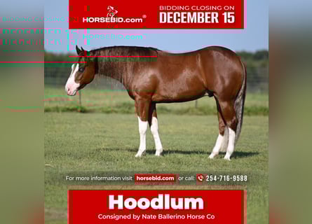 American Quarter Horse, Wałach, 3 lat, 150 cm, Cisawa