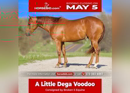 American Quarter Horse, Wałach, 3 lat, 150 cm, Cisawa