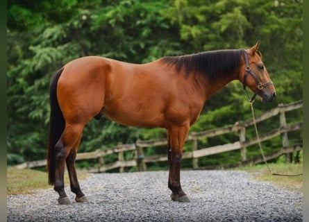 American Quarter Horse, Wałach, 3 lat, 150 cm, Gniada