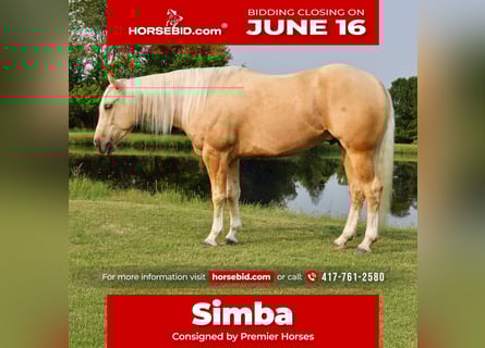 American Quarter Horse, Wałach, 3 lat, 152 cm, Izabelowata