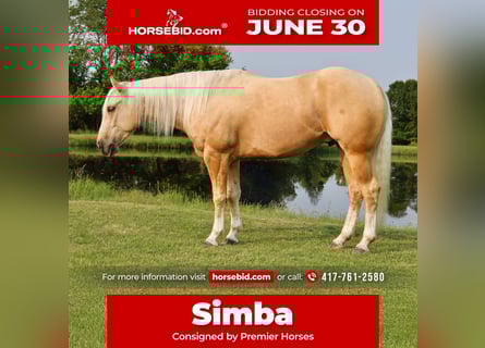 American Quarter Horse, Wałach, 3 lat, 152 cm, Izabelowata