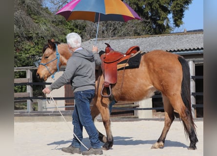 American Quarter Horse, Wałach, 3 lat, 152 cm, Jelenia