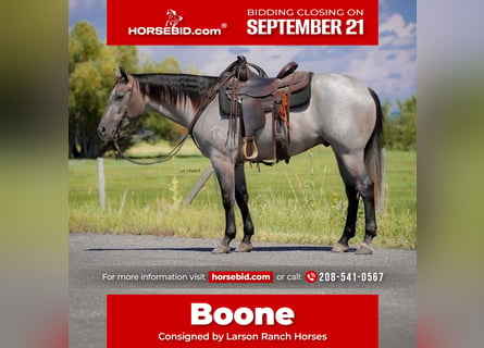 American Quarter Horse, Wałach, 3 lat, 152 cm, Karodereszowata