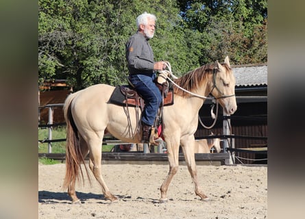 American Quarter Horse, Wałach, 3 lat, 152 cm, Szampańska