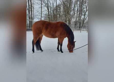 American Quarter Horse, Wałach, 3 lat, 153 cm, Gniada