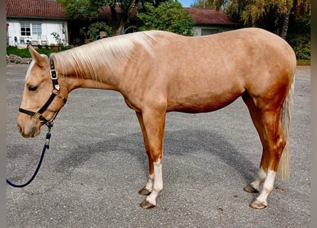 American Quarter Horse, Wałach, 3 lat, 155 cm, Izabelowata
