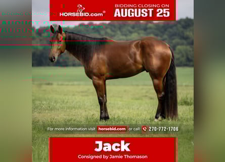 American Quarter Horse, Wałach, 3 lat, 163 cm, Gniada