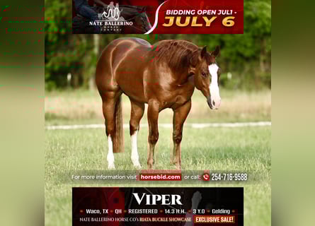 American Quarter Horse, Wałach, 3 lat, Cisawa