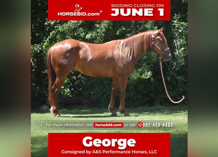 American Quarter Horse, Wałach, 3 lat, Cisawa