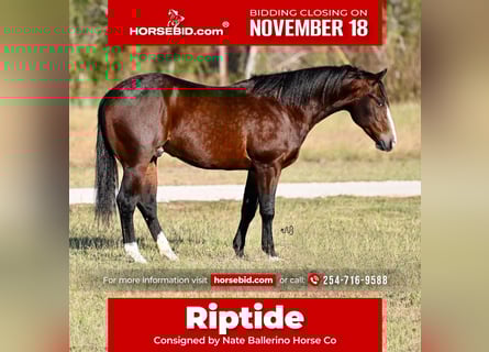American Quarter Horse, Wałach, 3 lat, Gniada