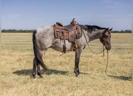 American Quarter Horse, Wałach, 3 lat, Gniadodereszowata