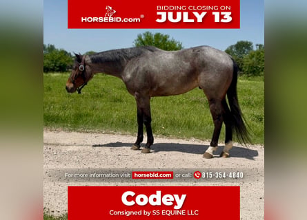 American Quarter Horse, Wałach, 3 lat, Gniadodereszowata