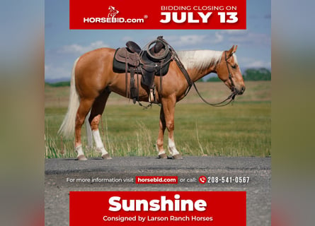 American Quarter Horse, Wałach, 3 lat, Izabelowata