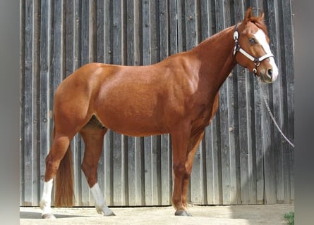 American Quarter Horse, Wałach, 3 lat, Kasztanowata