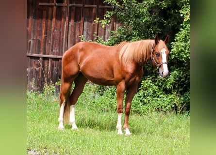 American Quarter Horse, Wałach, 3 lat