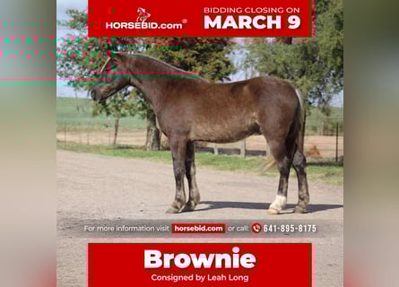 American Quarter Horse, Wałach, 4 lat, 140 cm, Izabelowata